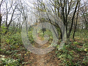 Carska bara Zrenjanin wildlife nature reserve hiking path