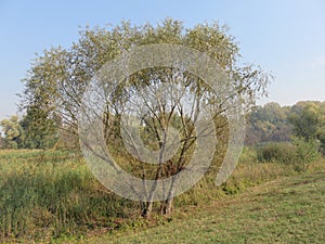 Carska bara Zrenjanin wildlife nature reserve lake