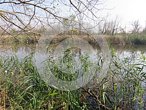 Carska bara Zrenjanin wildlife nature reserve lake