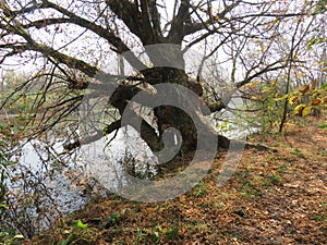 Carska bara Zrenjanin wildlife nature reserve lake with bended tree