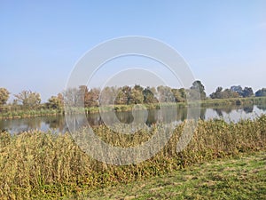 Carska bara Zrenjanin wildlife nature reserve lake with reed