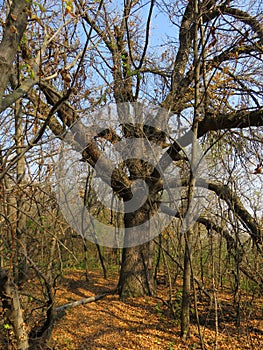 Carska bara Zrenjanin wildlife nature reserve vegetation in autumn