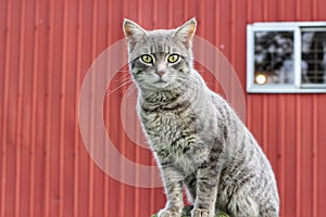 Grey Barn cat