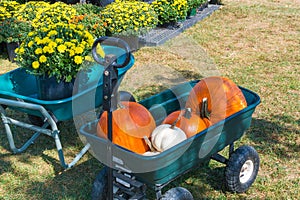 Cart with colorful pumpkins at pumpkin patch.