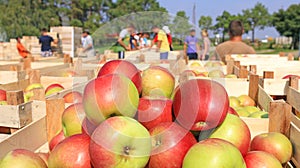 Cart full of apples after picking