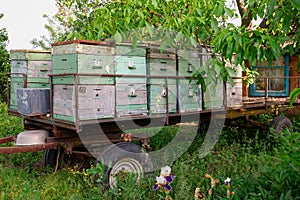 a cart with hives in the garden without bees. empty hives, bees are gone