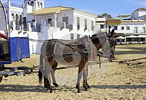 Cart of pilgrims pulled by donkey, El Rocio, Spain photo