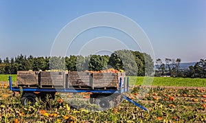 Cart with pumpkins in the field