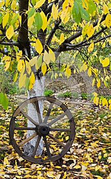 Cart wooden wheel