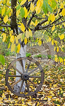 Cart wooden wheel on autumn yellow leaves