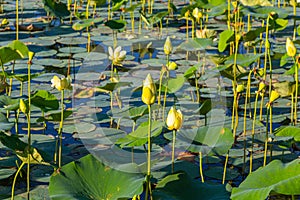 Carpet of bulbs of lotus flower on Carter Lake Iowa photo