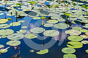 View of  of lotus flower and lily pads  on Carter Lake Iowa photo