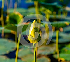 Isolated bulb of lotus flower on Carter Lake Iowa photo