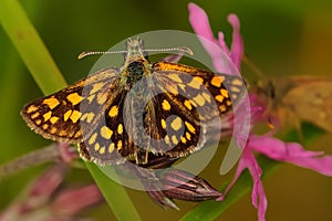 Carterocephalus palaemon - butterfly