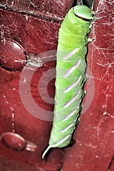 Carterpillar Sphinx Butterfly VendÃÂ©e