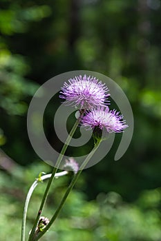 Carthamus lanatus is a species of thistle known as woolly distaff thistle, downy safflow or saffron thistle