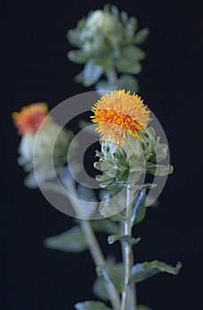 Carthamus Tinctorius (Safflower)