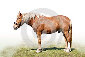 Carthorse