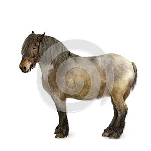 Carthorse