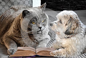 Cat and dog discuss the content of a book photo