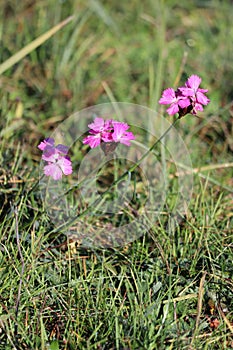 Carthusian carnation