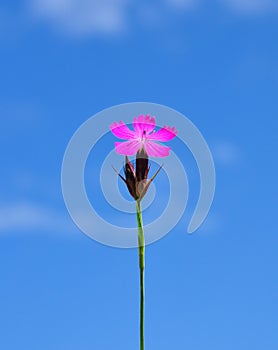 Carthusian pink (Dianthus carthusianorum)
