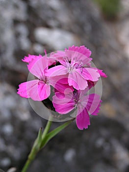 Carthusian Pink (Dianthus carthusianorum) photo