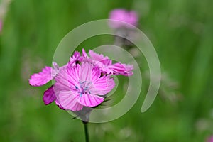 Carthusian Pink (Dianthus carthusianorum) photo