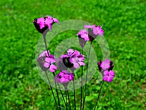 Carthusian Pink Dianthus carthusianorum on green meadow