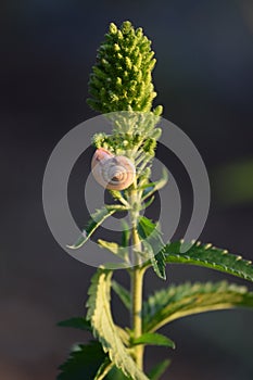 Carthusian snail