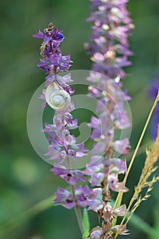 Carthusian-snail on Sage photo