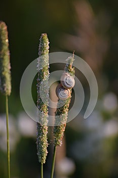 Carthusian snail support