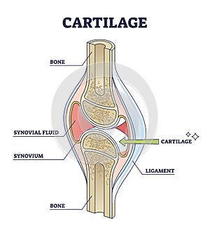 Cartilage elastic tissue location in body and leg structure outline diagram