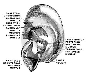 Cartilage of the Pinna, vintage illustration