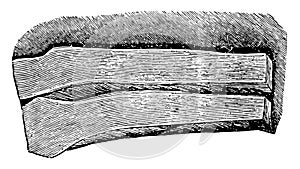 Cartilage Portion in Section, vintage illustration