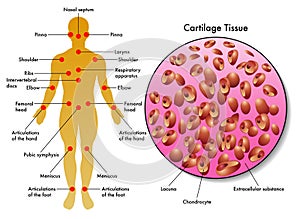 Cartilage tissue photo