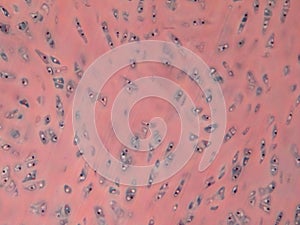Cartilaginous tissue microphotography photo