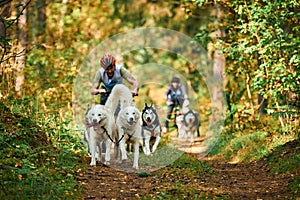 Carting dog sports, active Siberian Husky dogs running and pulling dogcarts with people in woods