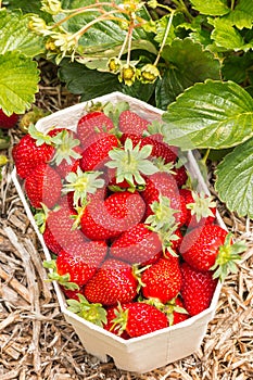 Carton punnet full of ripe strawberries with strawberry plant