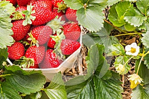 Carton punnet full of ripe strawberries with strawberry plant in organic garden