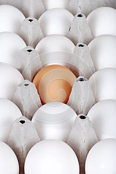 Carton of white eggs with one brown