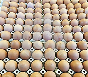 Cartons Of Eggs photo