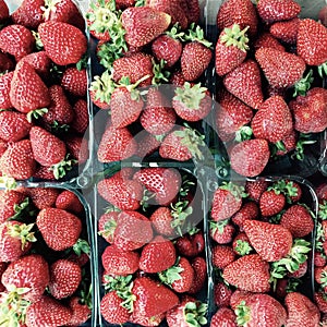 Cartons of fresh and delicious organic strawberries wait to delight their summer consumers