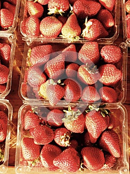 Cartons of late autumn strawberries wait to delight their ravenous consumers