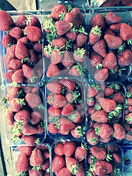 Cartons of strawberries for sale at a summertime market - FRUIT
