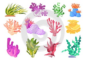 Cartoon algae plants. Beautiful seaweed and coral, kelp plant painting underwater flora laminaria phytoplankton ocean