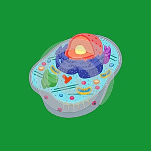 Cartoon Animal Cell Anatomy Banner Card Poster. Vector