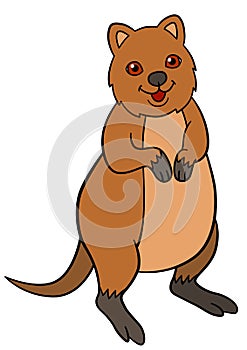 Cartoon animals. Little cute quokka stands