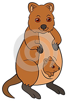 Cartoon animals. Mother quokka with her little cute baby