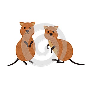 Cartoon animals. A pair of quokka